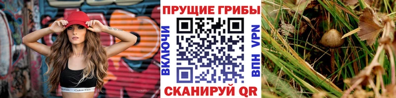 Галлюциногенные грибы Psilocybine cubensis  Купить где  Курчалой 